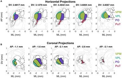 Thermosensory thalamus: parallel processing across model organisms